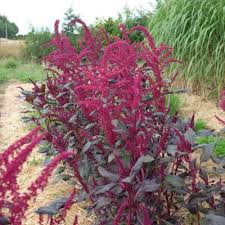 visuel d'amarante : hampes florale roses