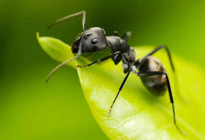 photo d'une fourmis en gros plan